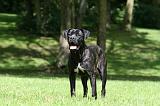 CANE CORSO 1162